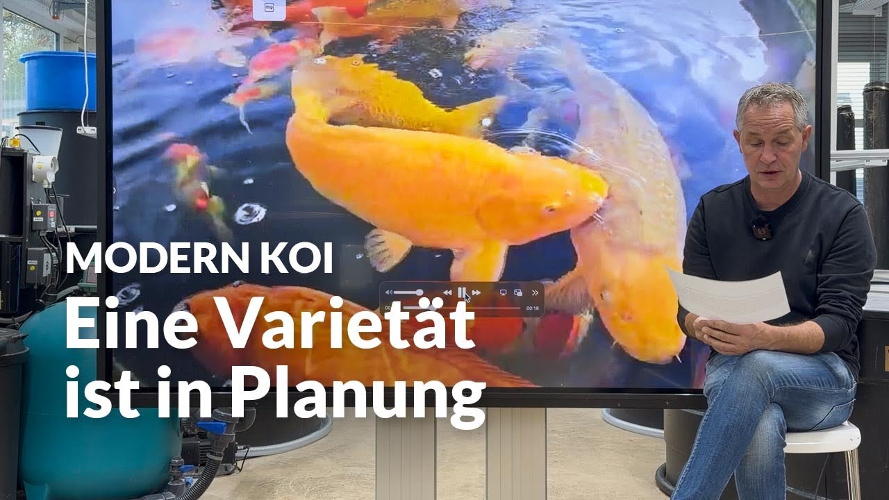 Gibt es bald Ki Utsuri, Ki Shusui und Mizuho Ogon von Konishi ? | Modern Koi Blog #8078