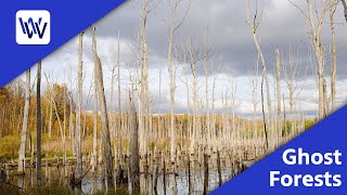 Ghost Forests Wpbs Weekly Inside The Stories