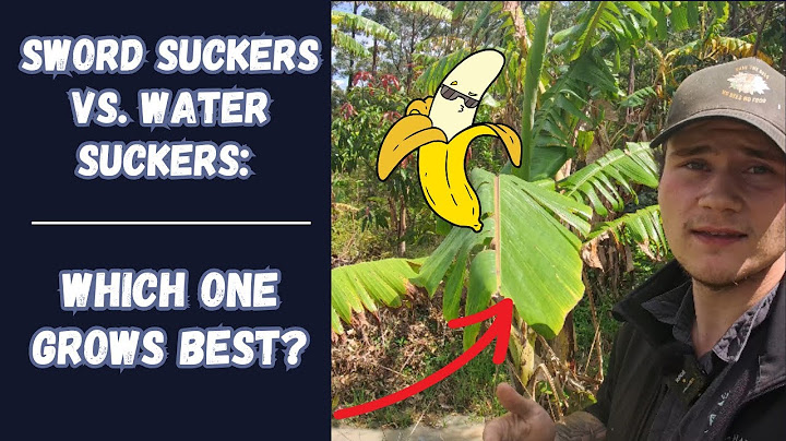 Want bigger banana yields? Sword suckers vs. water suckers?