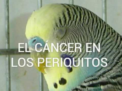 Video: Cánceres Y Tumores En Aves