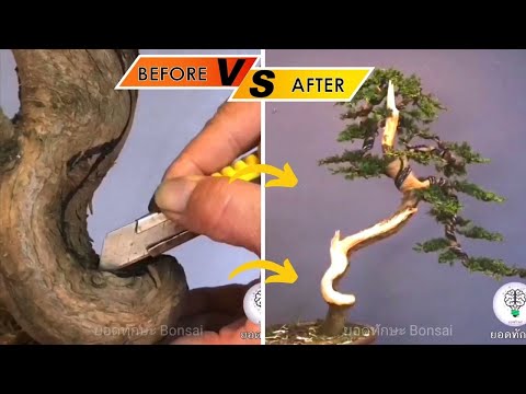 เทคนิคการใช้คัตเตอร์กับบอนไซ  Techniques for using a cutter on bonsai, scraping wood, and pruning.