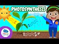 Understanding Photosynthesis and Plant Classification