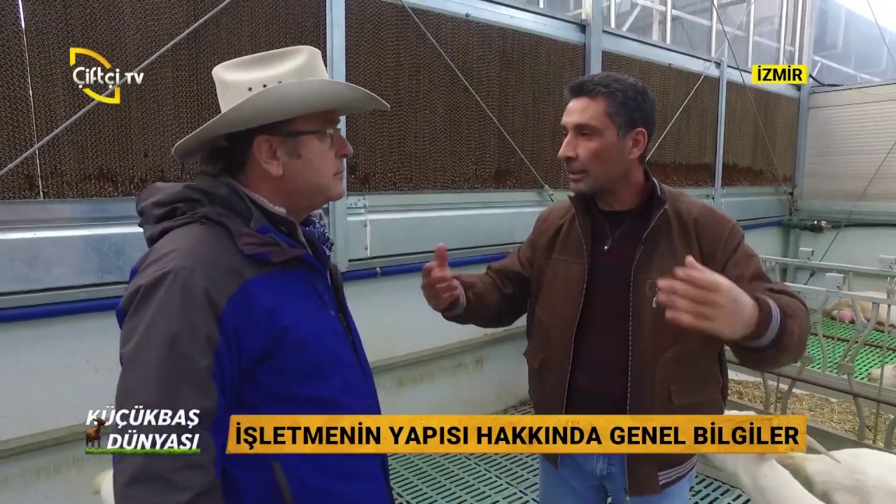 Bon SC Safkan saanen damızlık keçi ve süt işletmesi