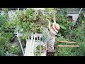 【プランター菜園】育っていくスイスチャード｜調理するスイスチャード