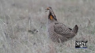 Kansas officials oppose listing of lesser prairie chicken