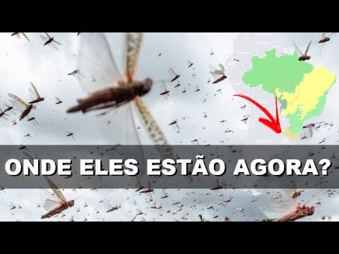 Nuvem de Gafanhotos é impedida por Frente Fria de chegar no Rio Grande do Sul