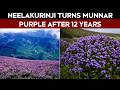 Neelakurinji Bloom 2026 | Munnar Hills Turn Purple As Neelakurinji Blooms After 12 Years