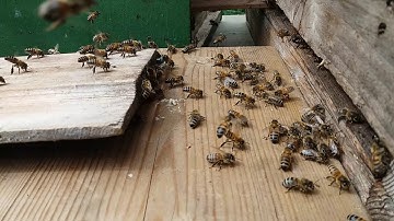 A swarm of bees decided to settled in an empty box.