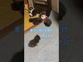 ネコと子ネコとおじさん　2025パヤパヤ時代シリーズ #shorts #cat #kitty #猫のいる暮らし #ねこ #兄ニャン #まっくろくろすけ #blackcat