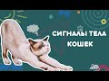 Сигналы тела кошек. Сигналы примирения. Как кошки общаются.