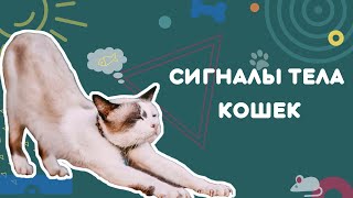 Сигналы тела кошек. Сигналы примирения. Как кошки общаются.