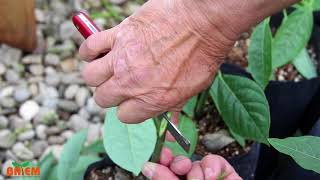 BATEM AVOKADO AŞILAMA  Graft Avocado Seedling