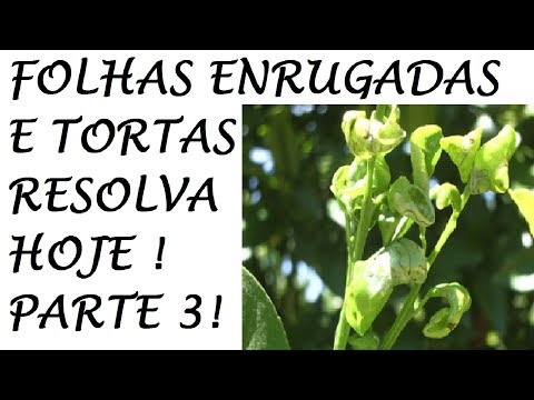 Vídeo: Folhas De Batata Enroladas