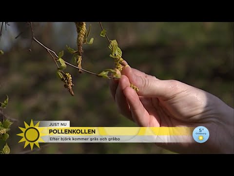 Video: Allergi Från Olivolja: Orsaker Och Symtom