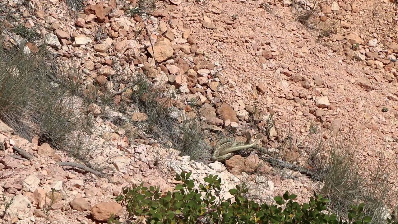 Rattlesnakes In Bryce Canyon