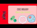 CSEC BIOLOGY- CIRCULATORY SYSTEM CRASH COURSE 2026