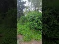 IM general jardin