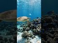 Ocean life in perfect harmony 🌊🐢 #underwater #shorts #viral #akdeepocean