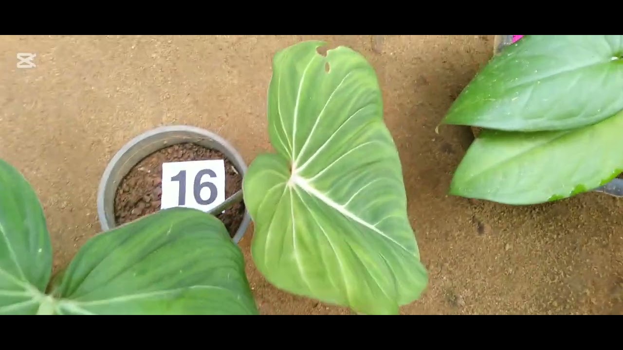 ඔන්න මම ගෙනාවා මගේ දොලොස්වනි සේල් එක (0772677295)🪴🪴🪴🪴🪴