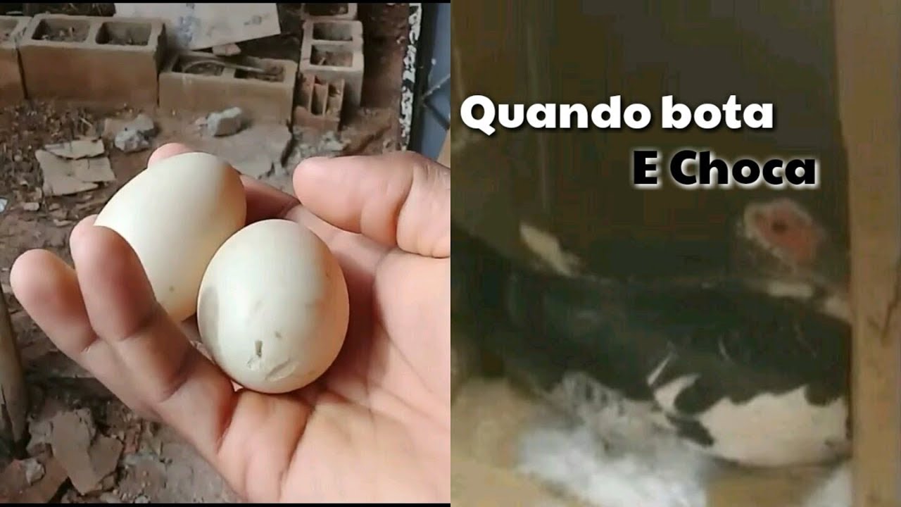 COMO SABER QUANDO A PATA VAI BOTAR E CHOCAR|O ESPECIALISTA - YouTube