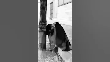 خدانور لج ه ای مظلوم دیار بلوچ ۴ 