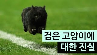 (랭킹박스) 검은 고양이에 대한 진실