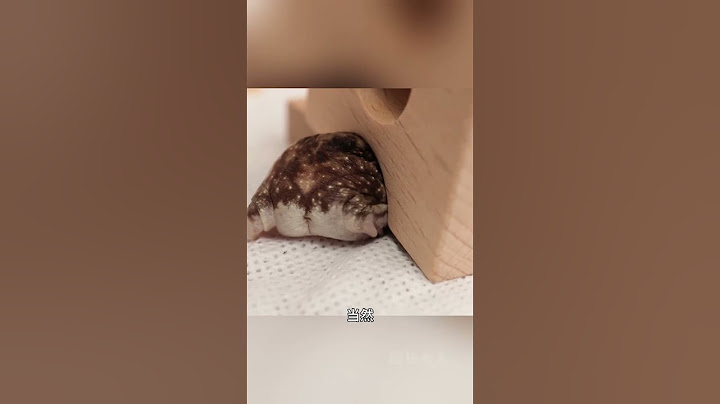 馒头蛙，最可爱的蛙蛙 #动物解说 #蛙 #散疣短头蛙 #馒头蛙