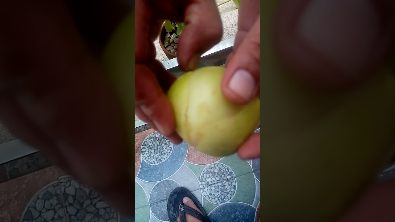 Catmon Fruit YouTube