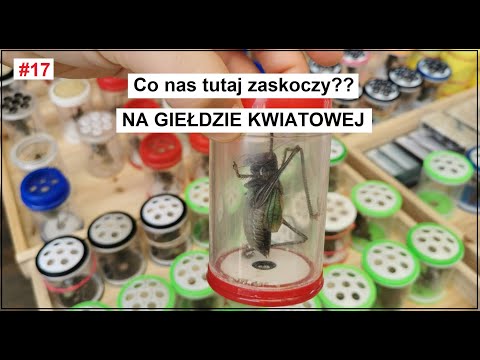 Wideo: Przeszłość jest na dnie puszki. Dialog z historią Projekt Davida Adamsa