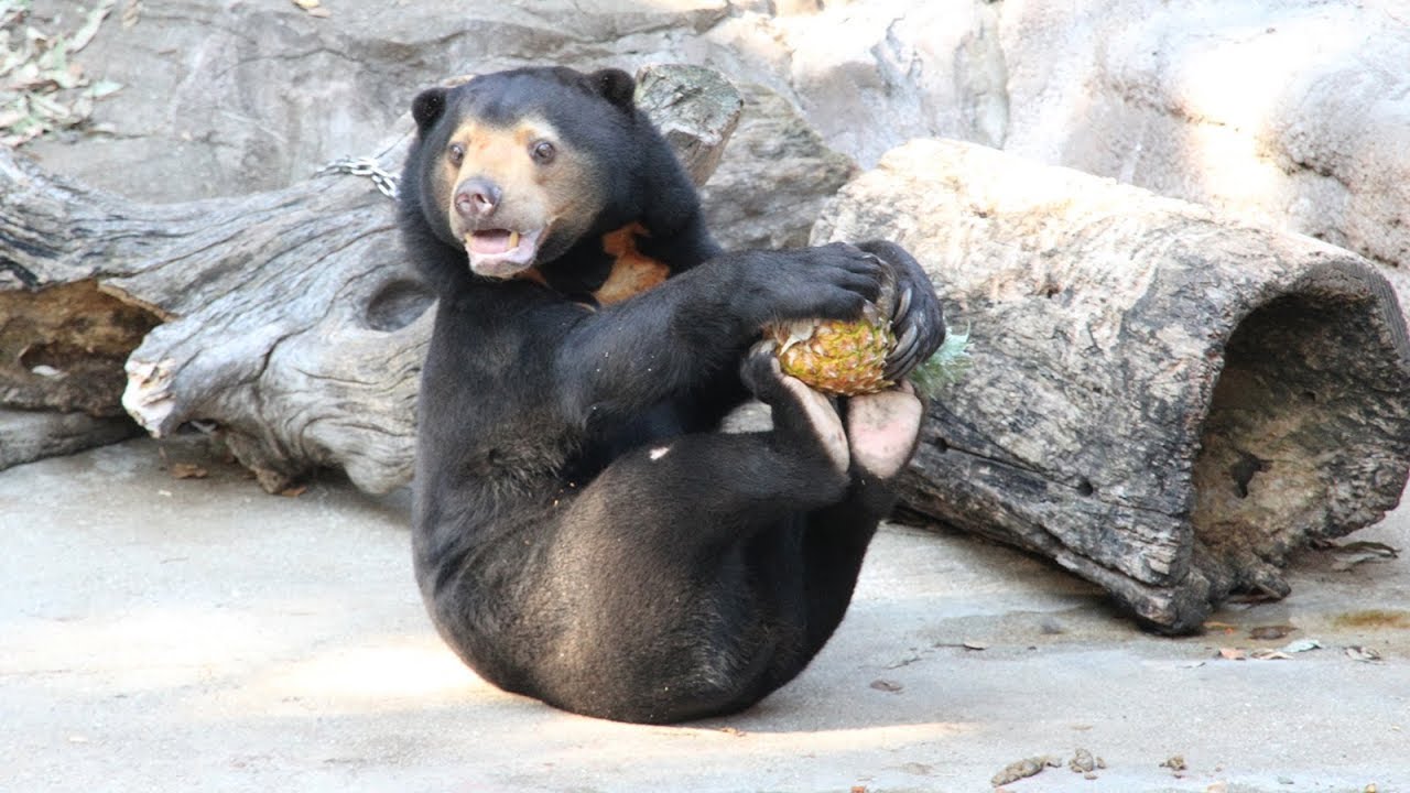 マレーグマに果物のプレゼント 天王寺動物園 Youtube