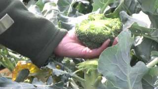 Using Knives As Harvesting Tools