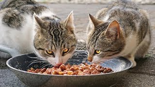 Cats Dinner 🥣 time by Animal Planet ZONE 14 views 2 years ago 1 minute, 32 seconds
