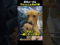 最後の一匹を 守ろうとした母の行動