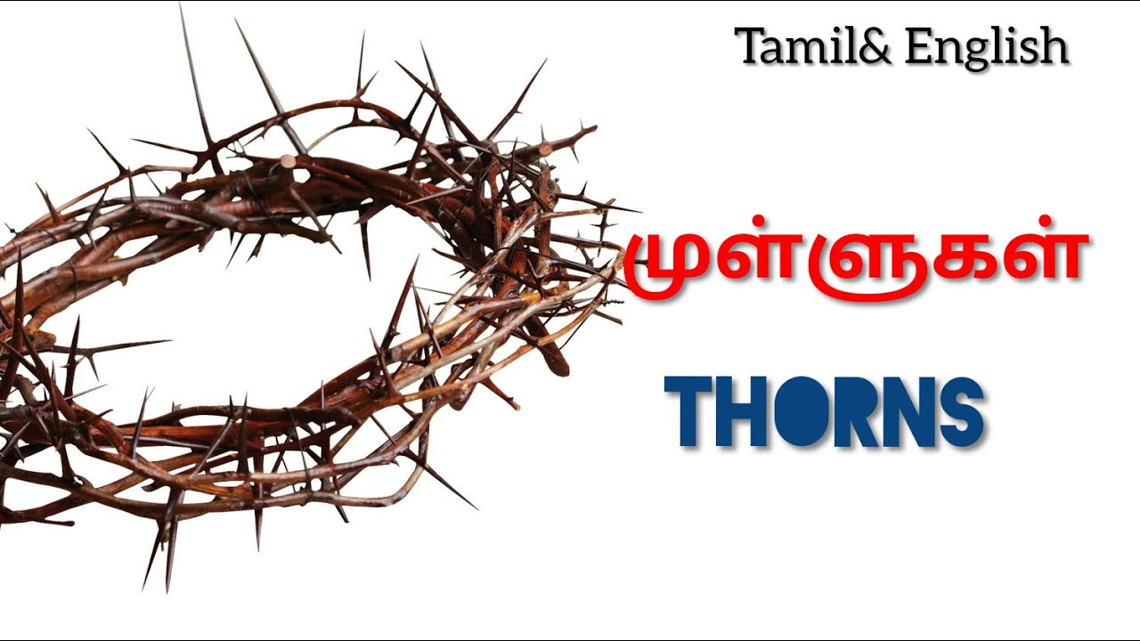 TPM MESSAGES | PAS DURAI MESSAGES | THORNS | BIBLE SERMONS | CHRISTIAN MESSAGES