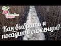 Несколько советов о том, как выбрать и посадить саженцы. Урожайные грядки.