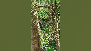 burung jinjing batu di alam liar
