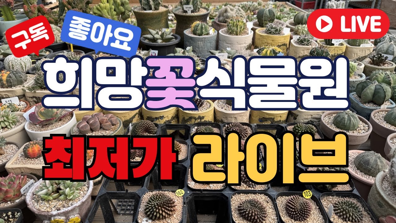 ❤라이브 ❤하월시아