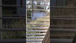 Cardinal pecking my bedroom window