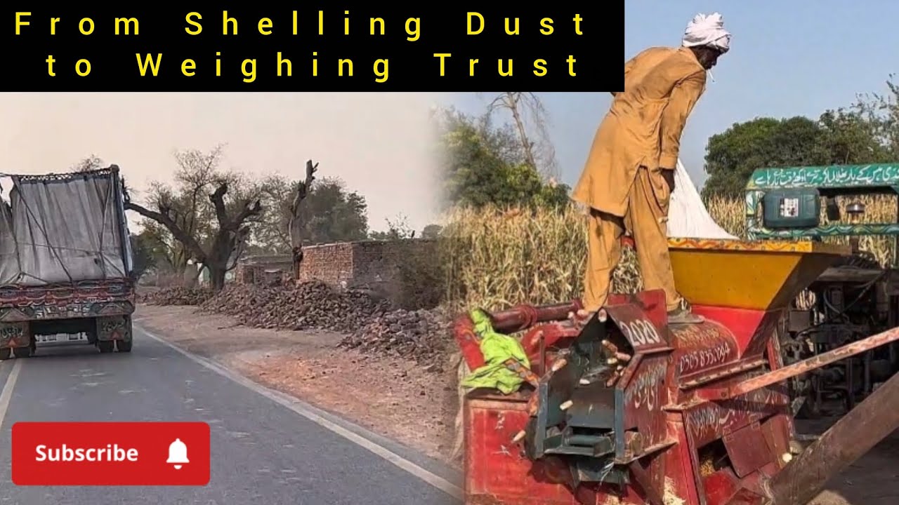 Golden Journey of Maize: From Shelling Dust to Weighing Trust