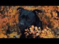 Staffordshire Bull Terrier Yolo | Dog Tricks