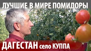 ЗОЛОТЫЕ РУКИ, ГОРЫ, СОЛНЦЕ И РОДНИКОВАЯ ВОДА-ВСЕ ЧТО НУЖНО ДЛЯ ЛУЧШЕЙ ФЕРМЫ! СЕЛО КУППА, ДАГЕСТАН.