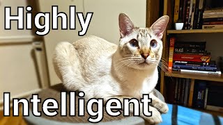 Are Lynx point Siamese cats smart?  10 facts about Lynx point Siamese cats
