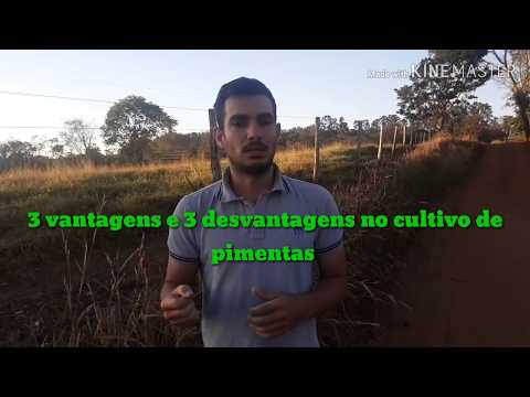 Vídeo: Características Do Cultivo De Pimenta