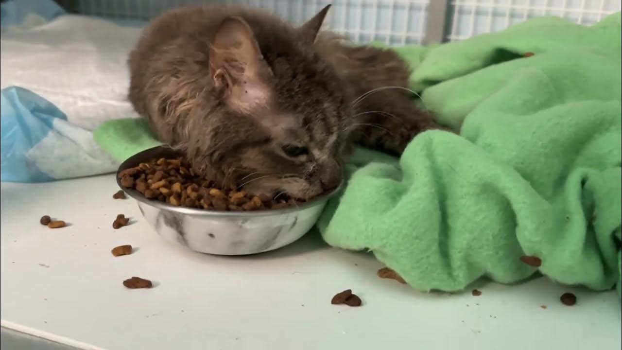 cerebellar-hypoplasia-in-cats-youtube