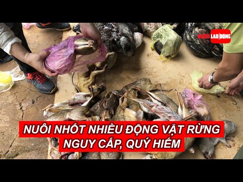 Video Phạt 355 triệu đồng vì nuôi nhốt nhiều động vật rừng... - youtube