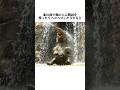 【象】の面白い雑学 #shorts #ゾウ #雑学
