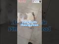 Anjing Sheltie Pintar Play Dead #sheltie #shetlandsheepdog #dogtrainer #dogtraining #pelatihanjing
