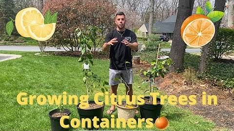 How to Grow Citrus in Containers - 5 Top Tips!