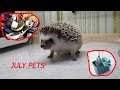 Как уговорить родителей купить ежа? HEDGEHOG AT HOME