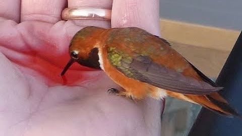 Hummingbird drinks from my hand!